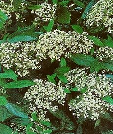 Viburnum × rhytidophyllum - Ráncos levelű bangita