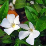 Vinca major 'Alba' - Fehér virágú nagy meténg