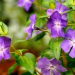 Vinca major 'Maculata' - Nagy meténg