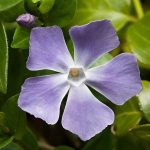 Vinca major  - Nagy meténg