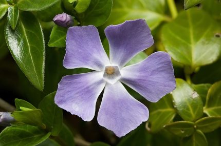 Vinca major  - Nagy meténg