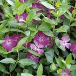 Vinca minor 'Atropuprpurea' - Bordó virágú kis meténg