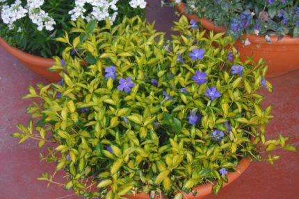 Vinca minor 'Blue and Gold' - Sárga-tarka levelű kis meténg