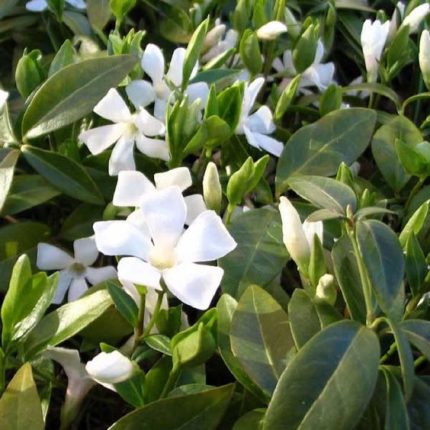 Vinca minor 'Gertrude Jekyll' - Fehér virágú kis meténg