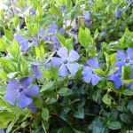 Vinca minor 'La Grave' - Kis meténg
