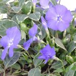 Vinca minor 'Ralph Shugert' - Fehér levélszegélyű kis meténg