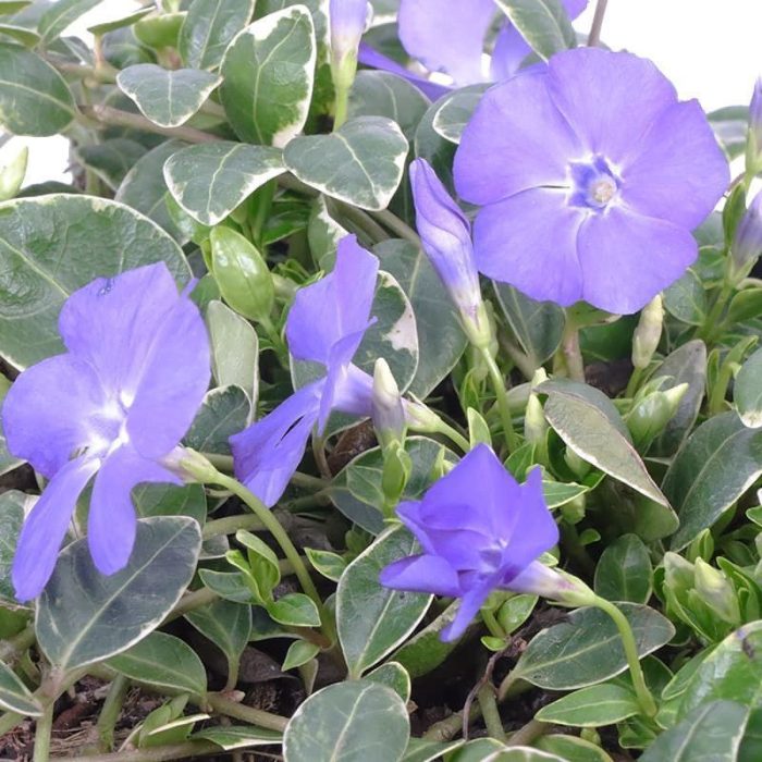 Vinca_minor_Ralph_Shugert_-_Feher_levelszegelyu_kis_meteng Vinca minor 'Ralph Shugert' - Fehér levélszegélyű kis meténg