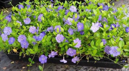 Vinca minor   - Kis meténg