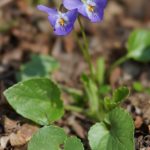 Viola odorata (Illatos ibolya)