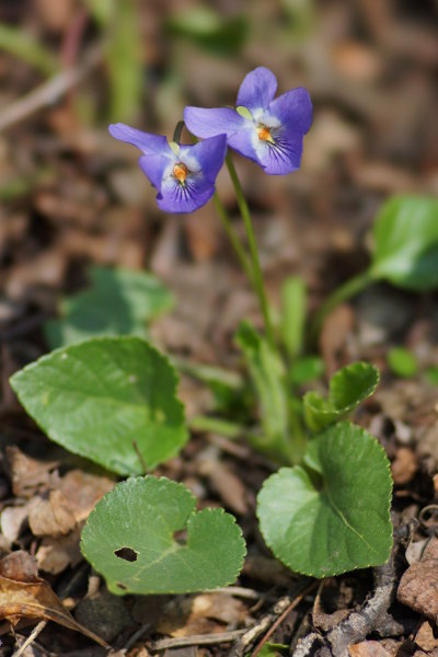 Viola odorata (Illatos ibolya)