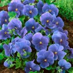 Viola sororia 'Blue Diamond' (Csíkos árvácska)