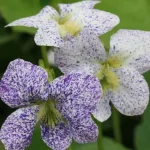 Viola sororia 'Freckles' (Csíkos árvácska)