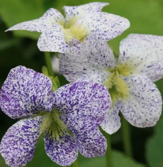 Viola_sororia_Freckles_Csikos_arvacska_-_9x9-es_cserepben Viola sororia 'Freckles' (Csíkos árvácska)
