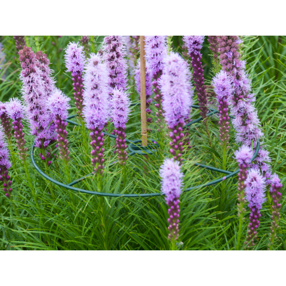 Viragtarto_gyuru_30_cm_3_db Virágtartó gyűrű 30 cm 3 db