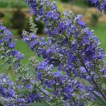 Vitex agnus-castus - Barátcserje