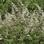 Vitex agnus-castus 'Alba' - Fehér virágú barátcserje