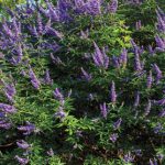 Vitex agnus-castus 'Blue Diddley'® - Törpe barátcserje