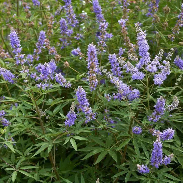 Vitex_agnus-castus_Blue_Puffball_-_Torpe_baratcserje Vitex agnus-castus 'Blue Puffball'® - Törpe barátcserje