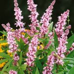 Vitex agnus-castus 'Galactic Pink'® - Rózsaszín virágú barátcserje