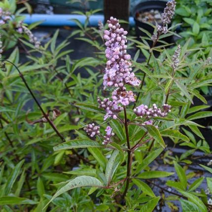 Vitex agnus-castus 'Pink Pinacle'® - Rózsaszín virágú barátcserje
