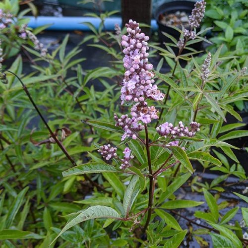 Vitex_agnus-castus_Pink_Pinacle_-_Rozsaszin_viragu_baratcserje Vitex agnus-castus 'Pink Pinacle'® - Rózsaszín virágú barátcserje