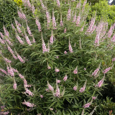 Vitex agnus-castus 'Santamaria' - Rózsaszín virágú barátcserje
