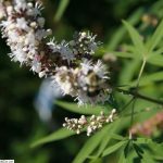 Vitex agnus-castus 'Silver Spire' - Fehér virágú barátcserje