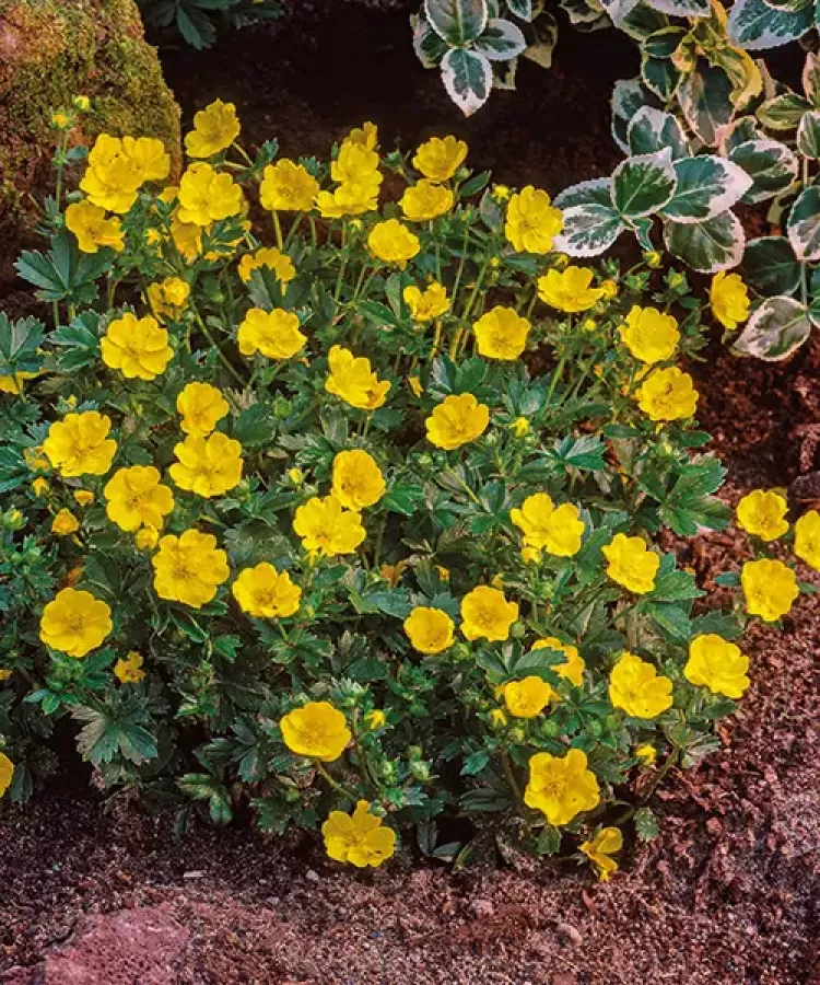 Waldsteinia_ternata_Indas_berkipimpo_-_9x9-es_cserepben Waldsteinia ternata (Indás berkipimpó)