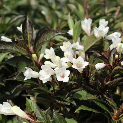 Weigela 'Black and White'® -