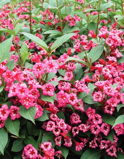 Weigela 'Bristol Ruby' - Piros virágú rózsalonc