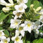 Weigela 'Candida' - Fehér virágú rózsalonc