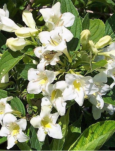Weigela 'Candida' - Fehér virágú rózsalonc