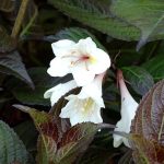 Weigela 'Ebony and Ivory'® - Fehér virágú