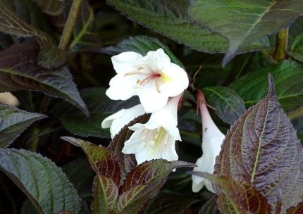 Weigela 'Ebony and Ivory'® - Fehér virágú
