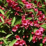 Weigela 'Evita' - Élénk rózsaszín virágú rózsalonc