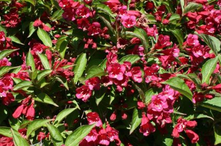 Weigela 'Evita' - Élénk rózsaszín virágú rózsalonc