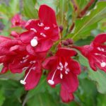 Weigela 'Lucifer' - Liláspiros virágú rózsalonc