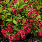 Weigela 'Red Prince' - Piros virágú