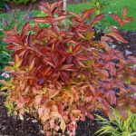 Weigela 'Wings of Fire' - Narancs színű lombú rózsalonc