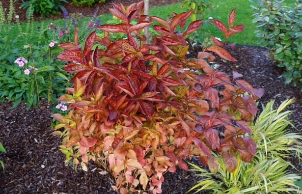 Weigela_Wings_of_Fire_-_Narancs_szinu_lombu_rozsalonc_rozsaszin_viragokkal Weigela 'Wings of Fire' - Narancs színű lombú rózsalonc