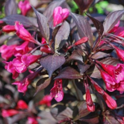 Weigela florida 'Alexandra'® - Bordó virágú