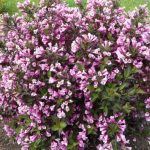 Weigela florida 'Nana Purpurea' - Lila virágú