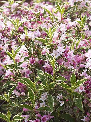 Weigela florida 'Nana Variegata' - Alacsony növekedésű