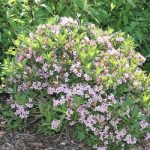 Weigela florida 'Piccolo' - Törpe rózsalonc