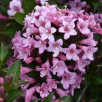 Weigela florida 'Pink Poppet'® -