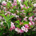 Weigela florida 'Pink Princess' - Rózsaszín virágú