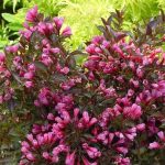 Weigela florida 'Purpurea' - Bordó levelű rózsalonc