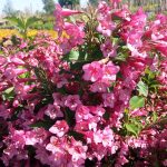 Weigela florida 'Rumba' - Zöldlevelű