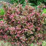 Weigela florida 'Tango' - Barnás-bordó levelű alacsony  rózsalonc