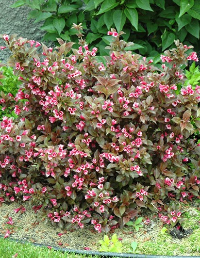 Weigela florida 'Tango' - Barnás-bordó levelű alacsony  rózsalonc